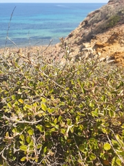 Pomaderris paniculosa