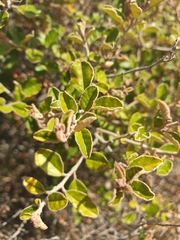 Pomaderris paniculosa