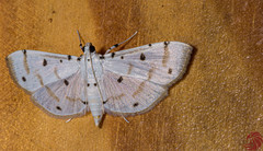 Pycnarmon