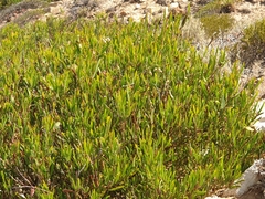 Acacia cupularis