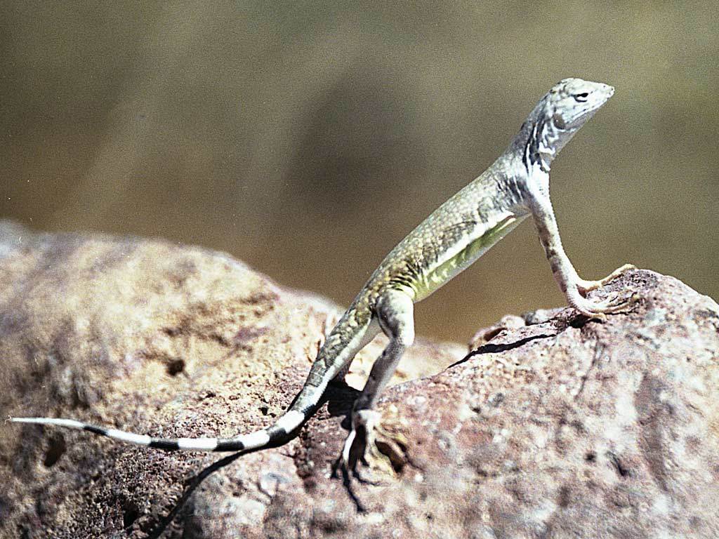Callisaurus