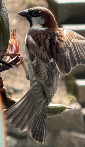 Passer domesticus observed 2025-12-15