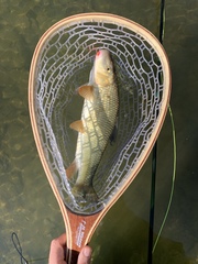 Moxostoma erythrurum