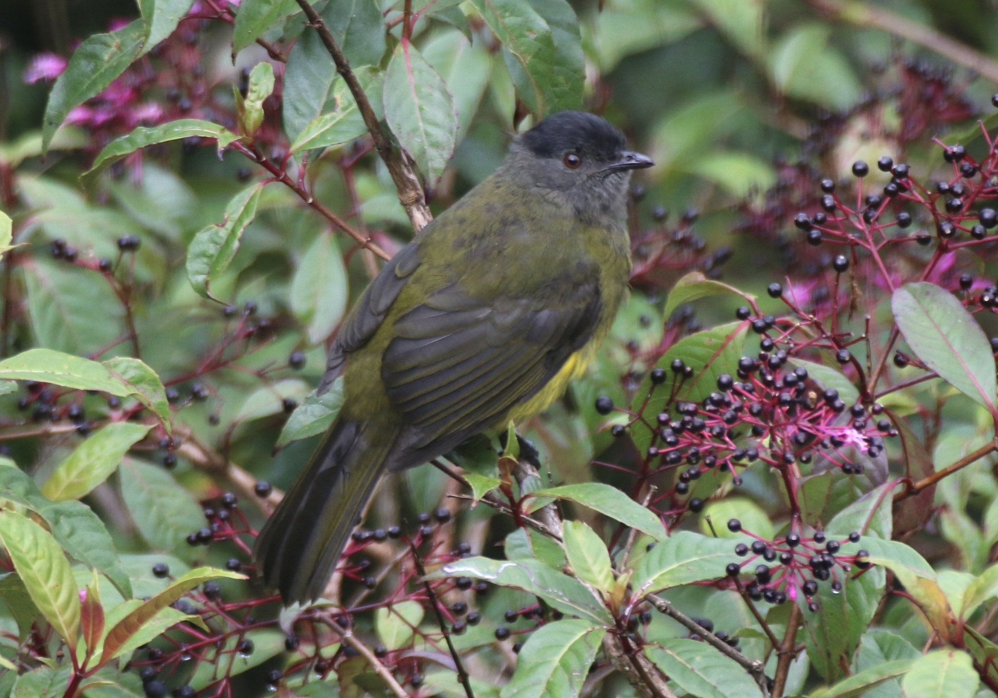 Black-and-yellow Phainoptila (Phainoptila melanoxantha), photo 5
