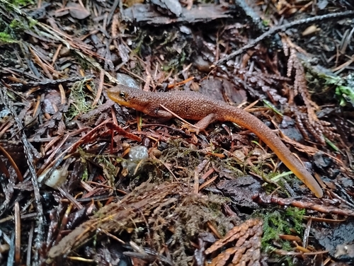 Rough-skinned Newt
