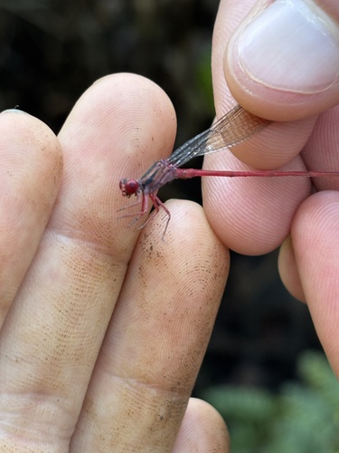 Megalagrion vagabundum observed 2025-12-12