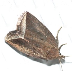Capis curvata