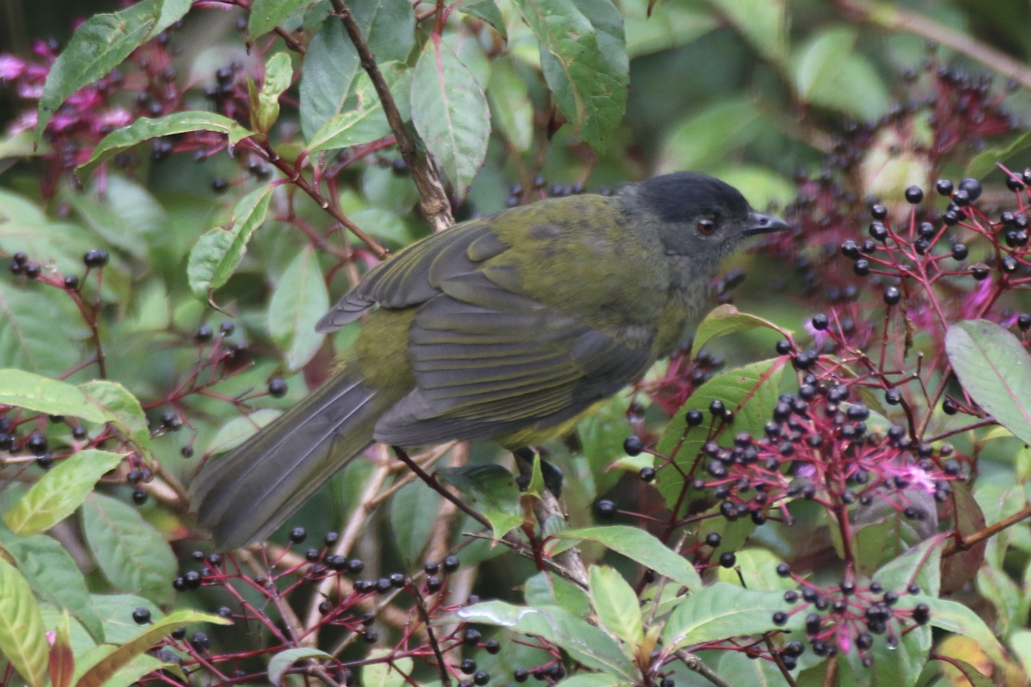 Black-and-yellow Phainoptila (Phainoptila melanoxantha), photo 6