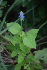 Salvia lasiocephala