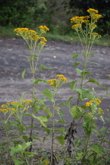 Verbesina hidalgoana