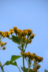 Verbesina hidalgoana