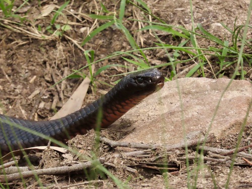 Red-bellied Black Snake sighting