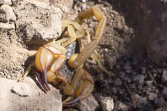 Smeringurus vachoni