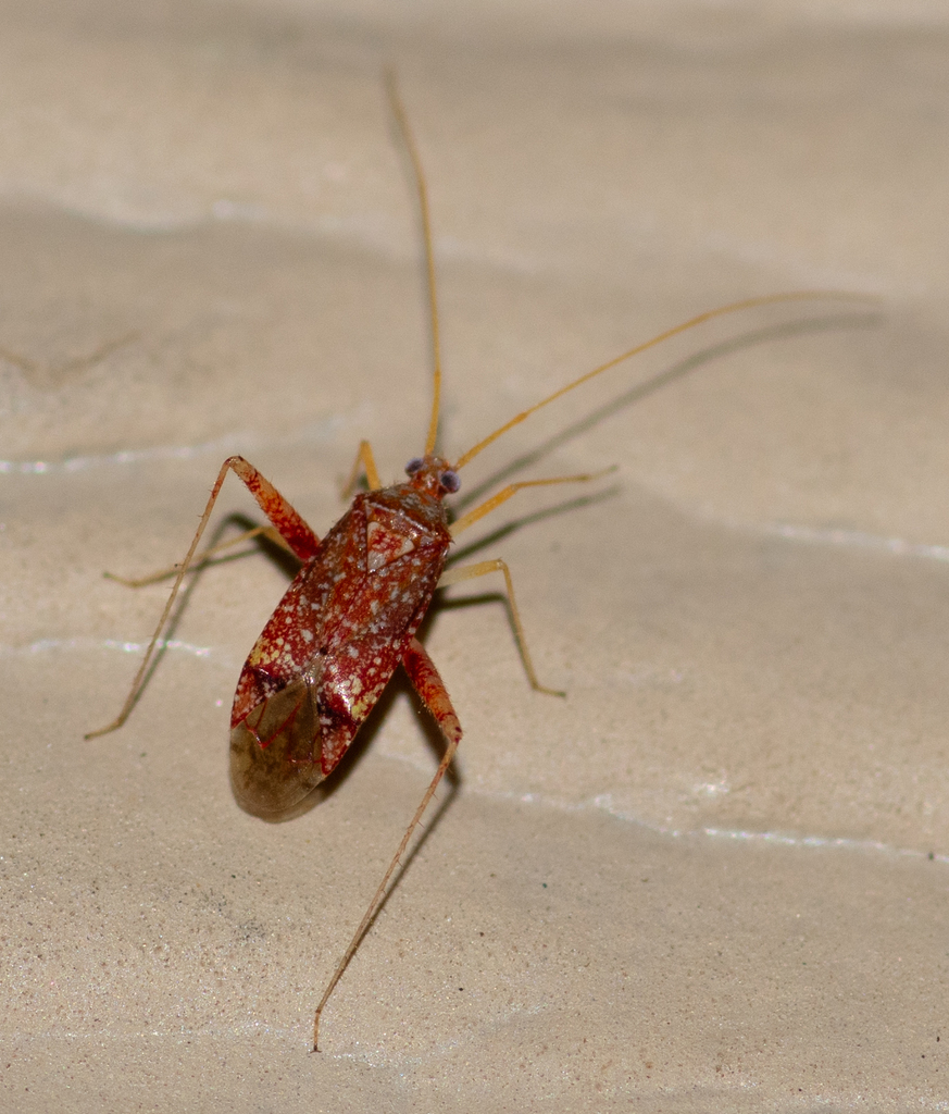 Phytocoris confluens