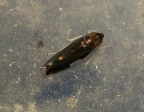 Erythroneura infuscata photo 4