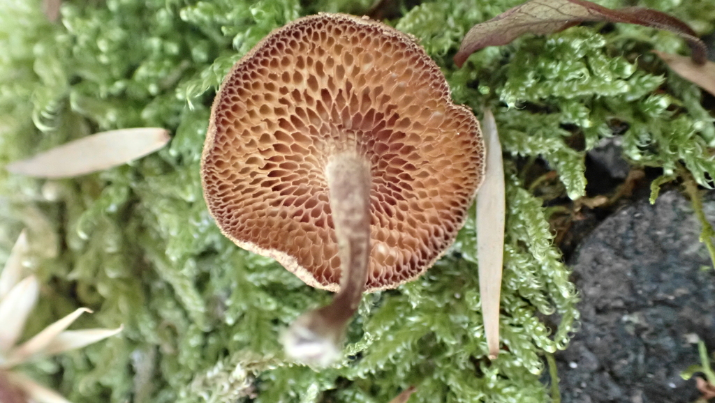 Lentinus arcularius · December 2025 · photo: © henry_id (iNaturalist, cc-by)