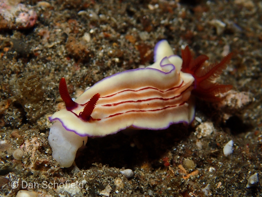 Triple-striped Split-tooth Dorid