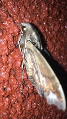 Hemeroplanes triptolemus