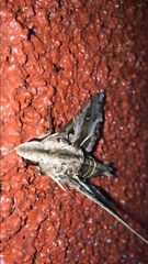 Hemeroplanes triptolemus