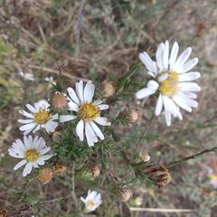 Symphyotrichum moranense