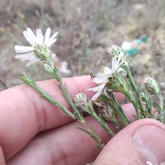 Symphyotrichum moranense