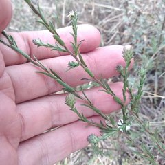 Symphyotrichum moranense
