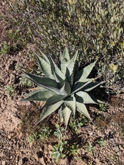 Agave simplex