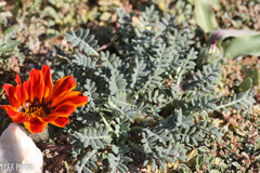 Gazania leiopoda
