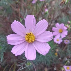 Cosmos bipinnatus