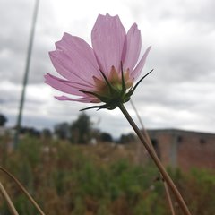 Cosmos bipinnatus