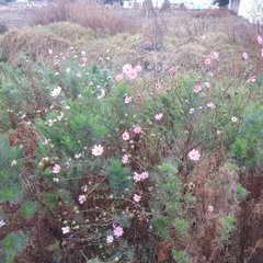 Cosmos bipinnatus