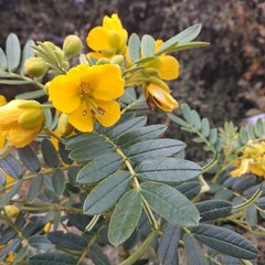 Senna multiglandulosa