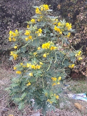 Senna multiglandulosa