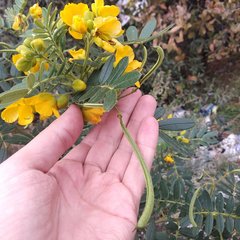 Senna multiglandulosa