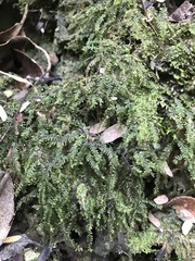 Plagiochila laetevirens