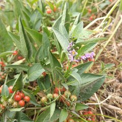 Solanum corymbosum