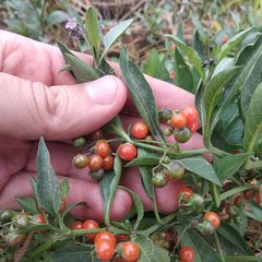Solanum corymbosum
