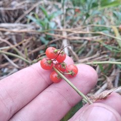 Solanum corymbosum