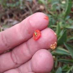 Solanum corymbosum