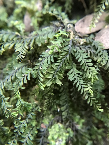Plagiochila laetevirens
