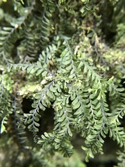 Plagiochila laetevirens