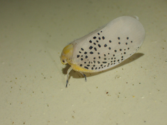 Poekilloptera phalaenoides