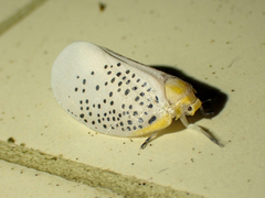 Poekilloptera phalaenoides