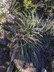 Agave schottii