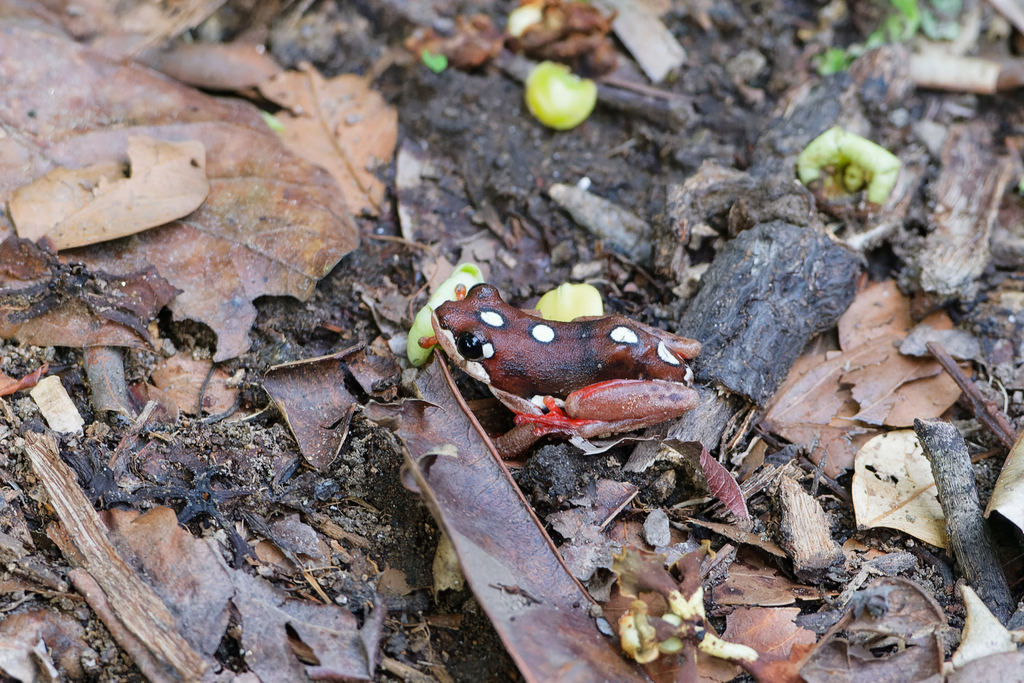 Angolan Reed Frog from Uvinza, Tanzania on November 20, 2025 at 06:14 ...