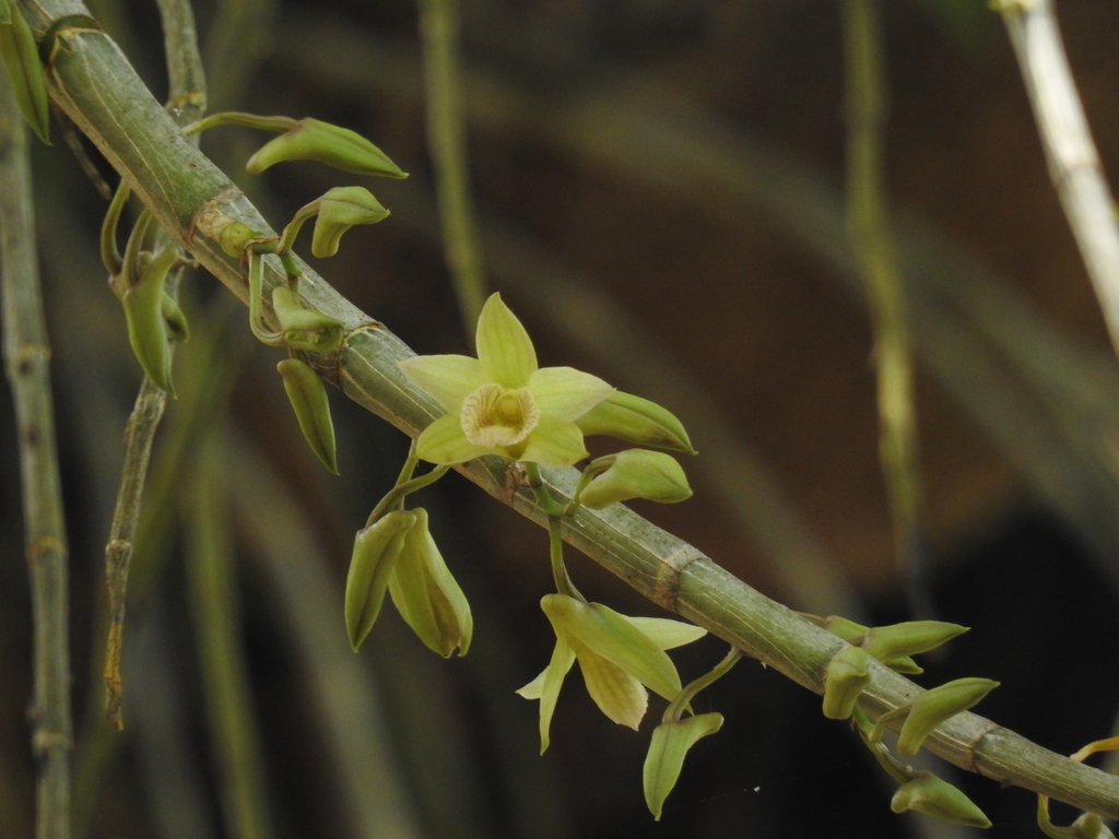 Dendrobium macrostachyum Lindl. 4