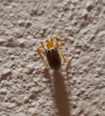 Exora obsoleta