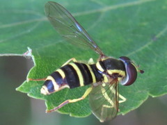 Xanthogramma flavipes