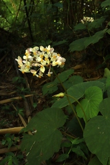 Begonia involucrata, photograph (c) Ian Adams, some rights reserved (CC BY)