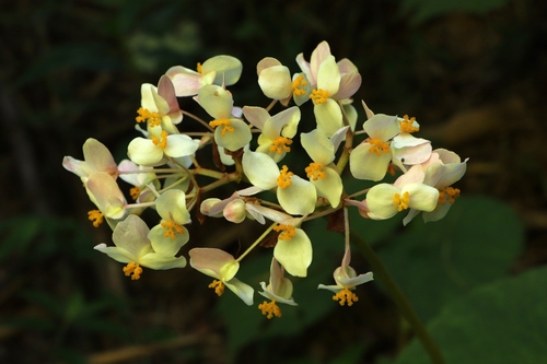 Begonia involucrata, photograph 2